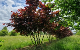 corylus maxima 'Purpurea' 1