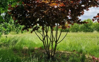 corylus maxima 'Purpurea' 2