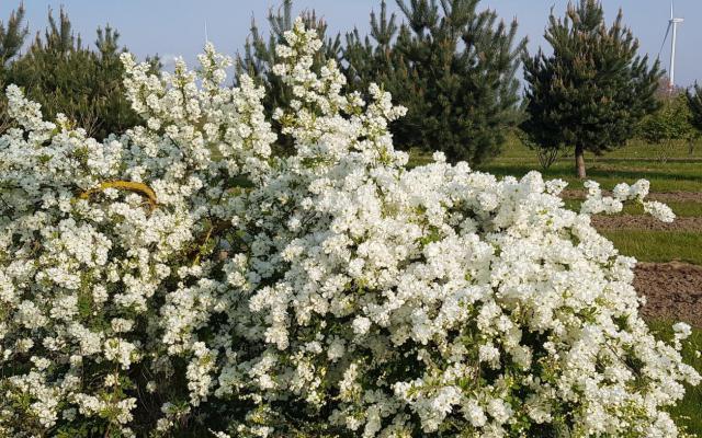 Exochorda 'The Bride'