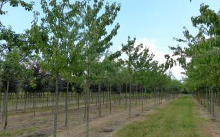 Prunus avium 'Hedelfinger' 20-25