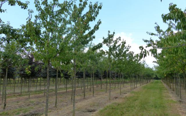 Prunus avium - eetkers