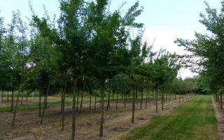 Prunus domestica 'Reine claude d'oullins' 20-25