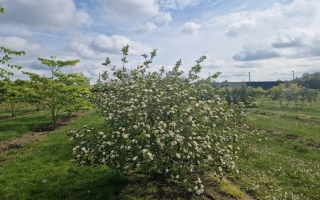 Aronia arbutifolia 'Briljant'