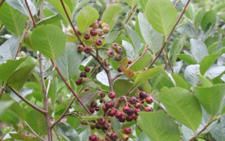 Aronia arbutifolia solitaire struik bessen