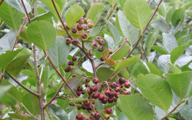 Aronia arbutifolia 'Briljant'