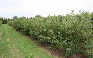 Aronia arbutifolia solitaire struik 150-175