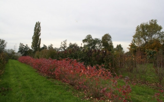 Aronia arbutifolia herstkleur