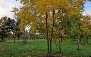 Juglans nigra
