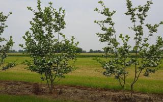 Crataegus persimilis 'Splendens' meerstammig 250-300