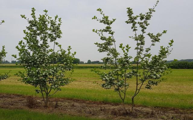 Crataegus persimilis 'Splendens'