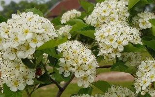 Crataegus persimilis 'Splendens' bloei