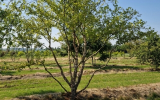 Betula nigra
