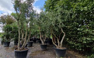 Quercus suber 350-400