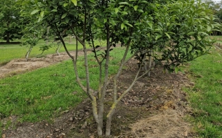 Laurus nobilis 2