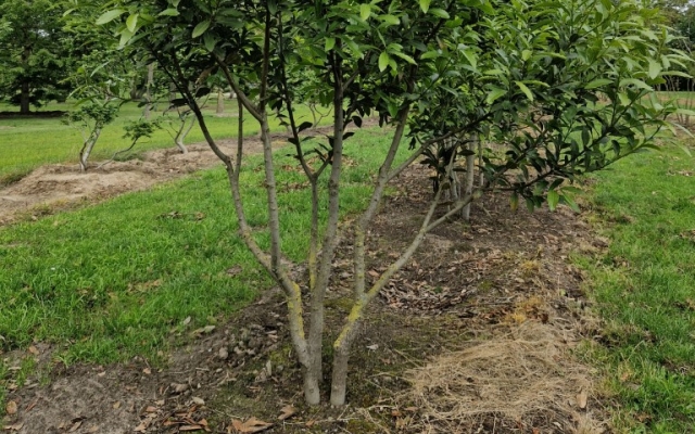 Laurus nobilis