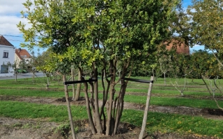 Laurus nobilis
