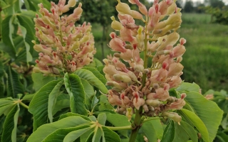 Aesculus mutabilis 'Induta'