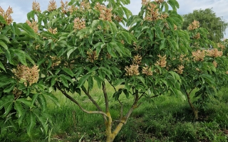 Aesculus mutabilis 'Induta'