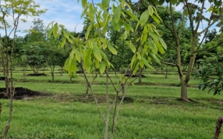 Asimina triloba
