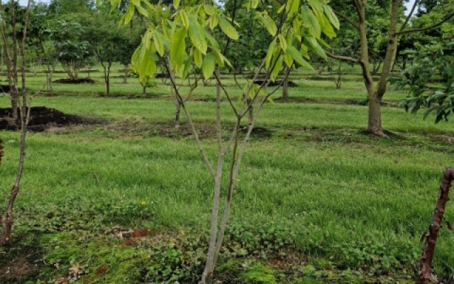 Asimina triloba