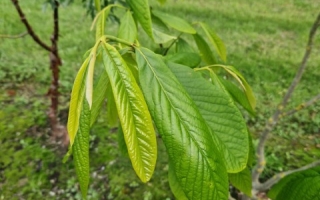 Asimini triloba