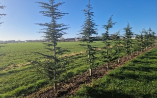 Cedrus libani