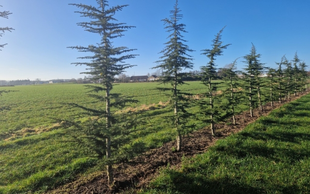 Cedrus libani