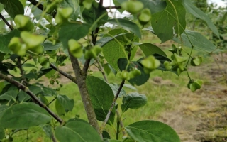 Euonymus planipes blad