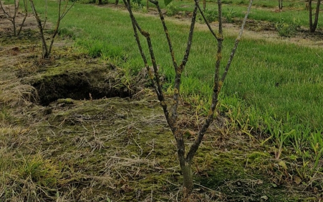 Euonymus planipes