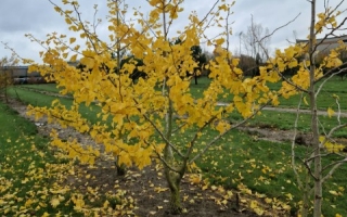 Ginkgo biloba