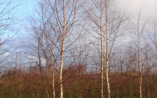 Betula pendula meerstammig 600-700