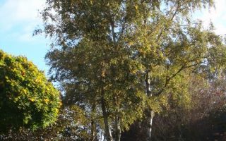 Betula pendula meerstammig