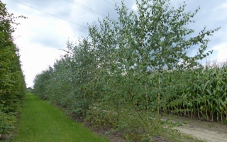 Betula pendula meerstammig 500-600