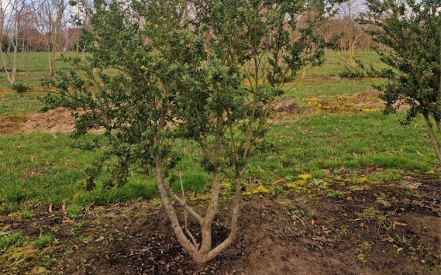 Ilex crenata 'Green hedge'