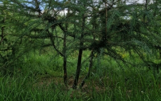 Larix kaempferi