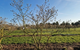 Magnolia stellata