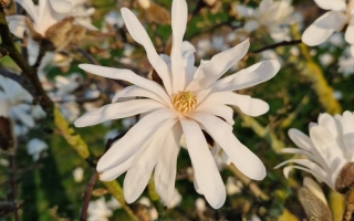 magnolia stellata bloem