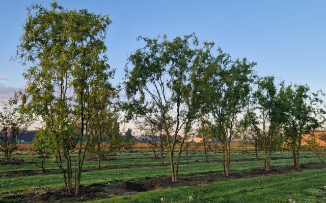 Salix babylonica 'Turtuosa'