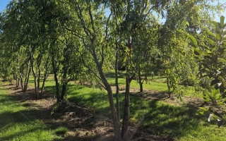 Salix babylonica 'Turtuosa' (3)