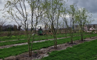 Salix babylonica 'Turtuosa'