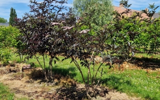 Sambucus nigra 'Black beauty'