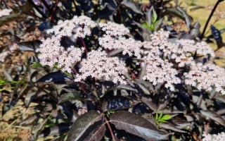 Sambucus nigra 'Black beauty'
