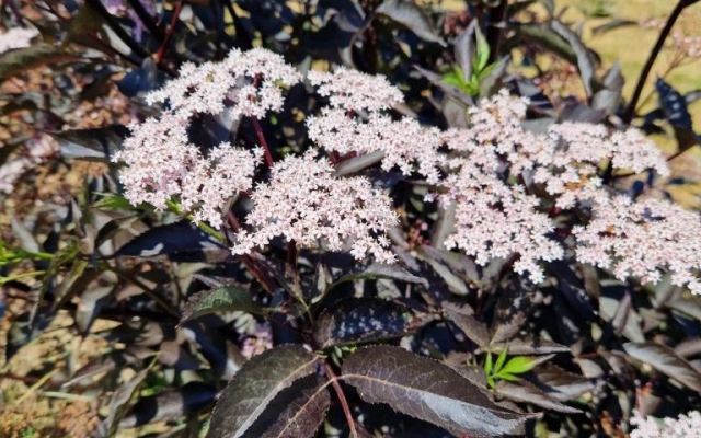 Sambucus nigra 'Black beauty'