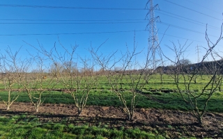 Zanthoxylum simulans (2)