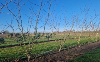 Zanthoxylum simulans