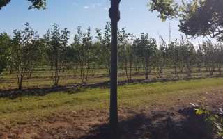 Tilia cordata 'Green Globe'