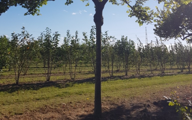 Tilia cordata 'Green Globe'