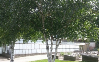 Betula utilis 'Jacquemontii' meerstam