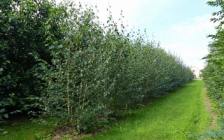 Betula utilis 'Jacquemontii' meerstammig 350-400