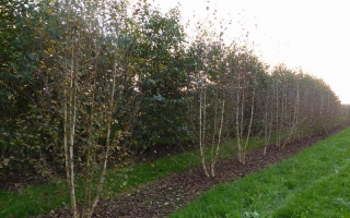 Betula utilis 'Jacquemontii' meerstammig 400-500